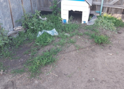 Собака насмерть загрызла годовалого малыша в Воронежской области 