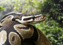 В Воронеже питон "сбежал" от самки в караоке-баре