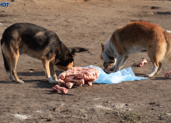Корм для собак с витамином А закупит на пару миллионов воронежская мэрия 