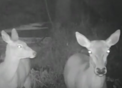 Забавную боязливость воронежских оленей показали на видео