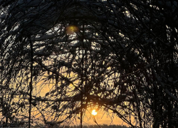 От слякоти к морозу: как воронежская погода сделает резкий поворот