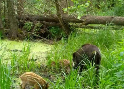 Полосатых хрюшек запечатлели на видео в воронежском лесу