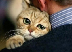 В Воронеже хозяин умирающей кошки заявился в ветклинику с пистолетом 