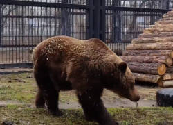 Настоящий приход весны показали на видео в Воронеже