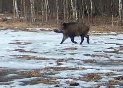 Веселого кабанчика и его друзей засняли на видео в Воронеже