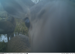 Поход лисы к бобровой плотине попал на фотоловушку воронежского заповедника