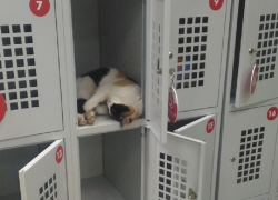 Тюрьму для котов обнаружили в супермаркете в Воронеже 