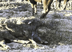 Владельцы замученных в Аннинском районе буренок готовятся привезти в регион новую партию коров