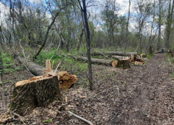 Более 1,6 млн рублей составил ущерб природе от незаконных рубок леса в заказнике под Воронежем