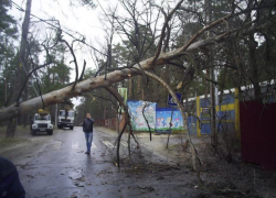 Воронежских спасателей "завалили" сообщениями об аварийных деревьях 