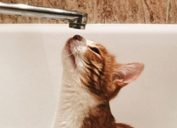 Замена пожарного гидранта оставит без воды три улицы в воронежском Сомово