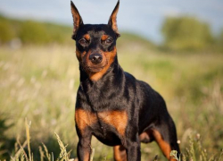 Нижегородцы ищут собаку, выскочившую из машины во время ДТП на воронежской трассе