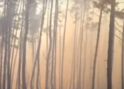 Пожар на площади в полтора гектара под Воронежем попал на видео