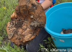 Почти кило: грибные рекорды с треском бьются в Воронеже