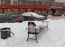 Отрубленную голову быка нашли в неожиданном месте на «Ваях»