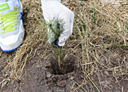 Пожароустойчивый лес посадили в Воронежской области