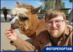Как проходит фестиваль альпак под Воронежем