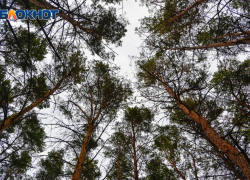 Больше 2 тыс га леса хотят высадить в этом году в Воронежской области