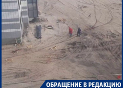 «Просто волкодавы»: стая огромных собак терроризирует жителей Воронежа