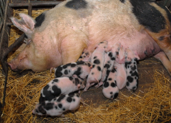 В свиньях по соседству с мемориалом войны опознали интерес Алексея Гордеева