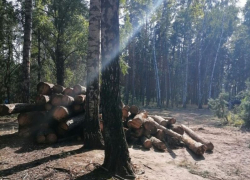 Чиновник пообещал не лишать статуса особо охраняемой природной территории Северный лес Воронежа