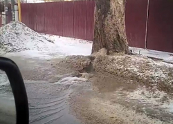 Древесный гейзер на Украинской улице переполошил воронежцев