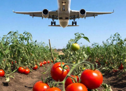 Полет в ОАЭ и помидоры вложили наибольший вклад в инфляцию в Воронеже за праздники