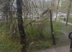 Десять деревьев попадали на землю из-за непогоды в Воронеже
