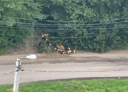 В воронежском ЖК стая псов растерзала собаку, которая случайно зашла на их территорию