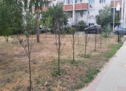 Жуткие цифры: погибли более половины посаженных деревьев и кустарников в Воронеже