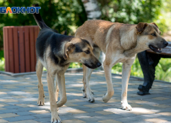 Информацию о нападении собак на женщину в Воронеже проверит СК
