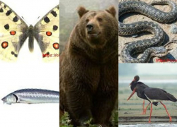 Пять видов животного мира безвозвратно исчезли в Воронежской области по вине человека