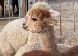 250 пушистых гостей из Чили месяц просидели на карантине в Воронежской области