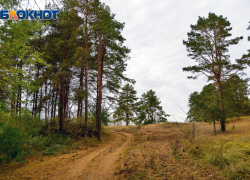Директора «Лесной охраны» поймали на взятке в Воронежской области 