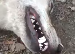 Волчица покусала мужчину около детского сада в Воронежской области