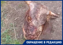 Голова свиньи, голова коровы: пугающие подробности свалки показали на видео в Воронеже 