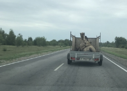Перевозку верблюда в обычном открытом прицепе сняли на воронежской трассе