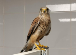Самец пустельги с тяжелым заражением организма попал к воронежским волонтерам