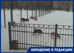 Собачья стая напугала школьников в Воронеже