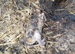 Тело кошки обнаружили воронежцы в выжженной траве