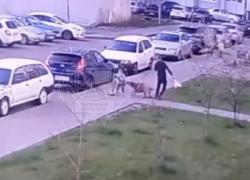Нападение собаки на катающегося на самокате мальчика попало на видео в Воронеже