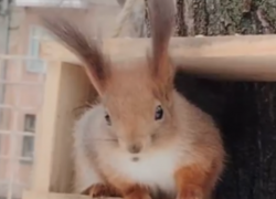 Спасти рядовую белку: как воронежцы могут помочь пушистикам пережить лютые морозы