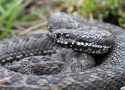 В Воронежской области мужчину укусила гадюка, когда он пытался ее поцеловать