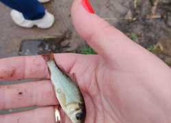 Больше 200 тыс. рыбок выпустили в реку Дон в Воронежской области