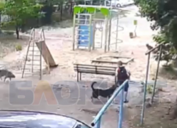  Уголовное дело возбудили после нападения собак на школьника в Воронеже
