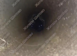 Два маленьких котенка провалились в трубу в воронежском микрорайоне – их спасли и показали на видео