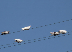 Птиц, окольцованных на Украине в ходе биоисследований, поймали в Воронежской области  