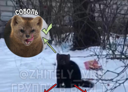 Кто на самом деле охотился на ворон в Воронеже, пояснили зоозащитники