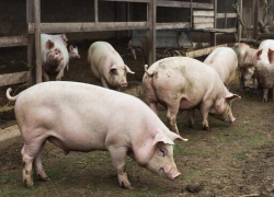  Воронежские животноводы резко увеличили экспорт свиней на убой