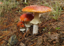 Воронежцы массово травятся грибами